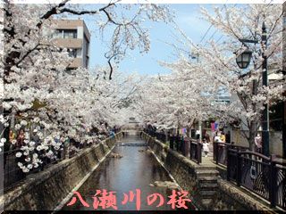 太田市を代表する桜スポット(^^♪舟木亭