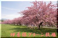 ゴールデンウィークに楽しめる榛名山中腹の伊香保グリーン牧場(^^♪八重桜(^^♪
