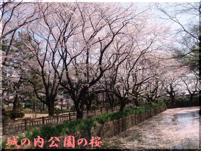 こじんまりとした公園にある豪華な桜♪舟木亭