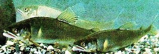 群馬県の県魚アユは群馬県の自然が育んだ季節の味覚♪舟木亭
